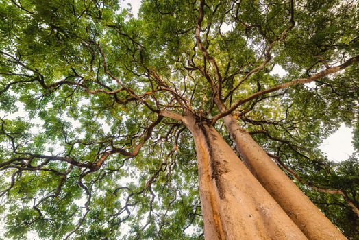 Lonely Tree With Green Foliage and Beautiful Branch From Low Angle View, Natural Scenery Background of Giant Tree at Daylight. Nature Plant and Ecology of Environment