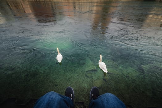Close-Up View of Tourist Man is Relaxing Beside Riverside in Zurich City, Switzerland. Traveler Man is Having Fun and Chilling While Looking Swan in The Lake. Leisure Activity and Lifestyles Concept