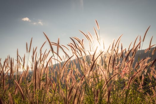 Natural Background of Grass Flowers Field at Sunset Scenery, Nature Landscape of Meadow Fields With Sunlight. Beautiful Spring Grass Flower on Mountains Scenic Backgrounds