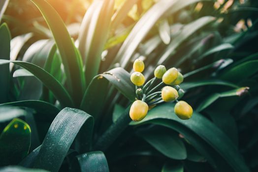 Nature Ornamental Plant in Indoor Gardening, Close-Up of Tropical Nature Foliage and Ecosystem Rainforest. Natural Lush Plant Background