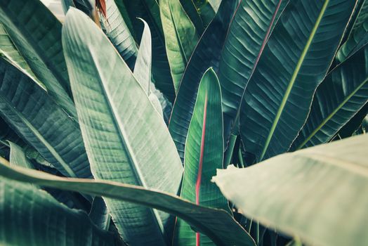 Tropical Leafs Lush Foliage Background of Nature Plant, Pattern Texture of Evergreen Tree Leaves. Abstract Natural Green Wallpaper