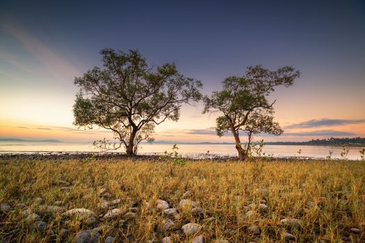 Landscape Scenery View of Coastal Forest and Beautiful Trees at Sunrise, Nature Panorama and Tranquility of Horizon Seascape. Silhouette of Couple Mangrove Tree With Golden Grass in The Morning.