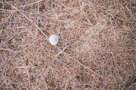 The clam concept died in a drought environment.