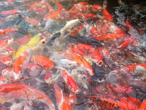 Koi fish swimming in the aquarium, Fancy carp fish