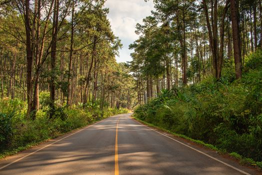 Street Asphalt Highway Along Woodland in The Pine Forest,  Country Road With Beautiful Perspective Scenery View in Summer Season. Landscape Natural Scenic and Mountain Tree of Countryside.