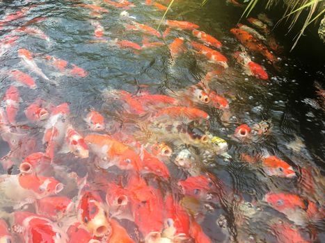 Koi fish swimming in the aquarium, Fancy carp fish