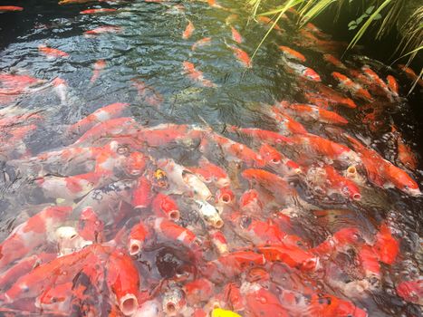 Koi fish swimming in the aquarium, Fancy carp fish