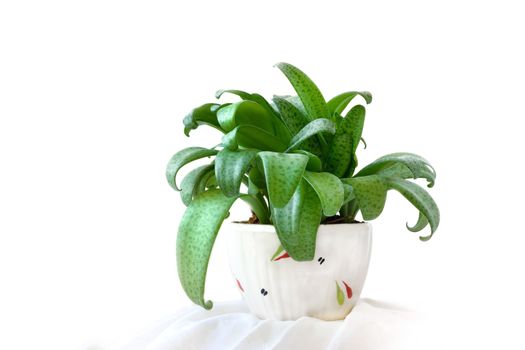 Little White Soldiers plant (Drimiopsis maculata) on white background