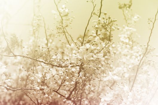 Flowers with sky vintage color style abstract blur nature for background