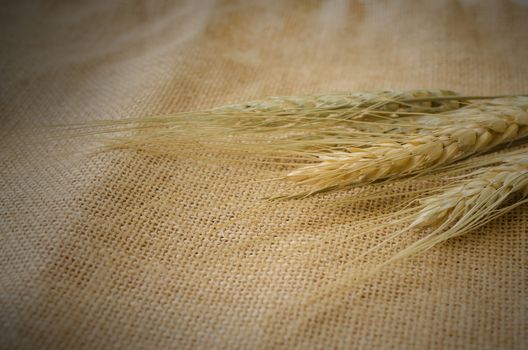 Barley on old burlap background, selective focus