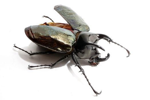 Beetle chalcosoma caucasus on white background