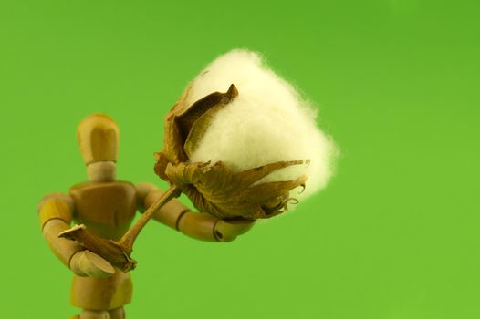 Wooden puppet or figure holding a raw cotton boll over a green background in a natural fiber or ecology conceptual image
