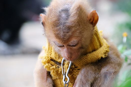 A baby monkey in chains as pets which is a common cruel practice in North Vietnam