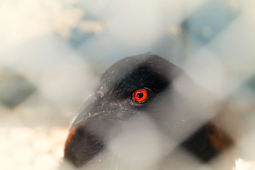 Close up of a bird's eye behind a chain link fence showing the vulnerability of wildlife