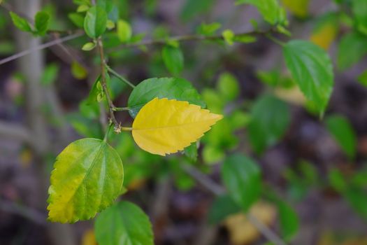 close up yellow autumn leaf of hibiscus flower plant in the garden