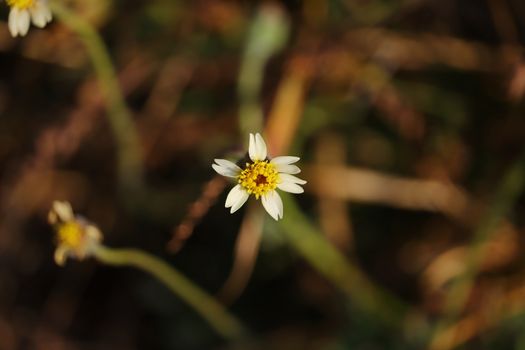 front view of wild flower nectar with honey in the garden