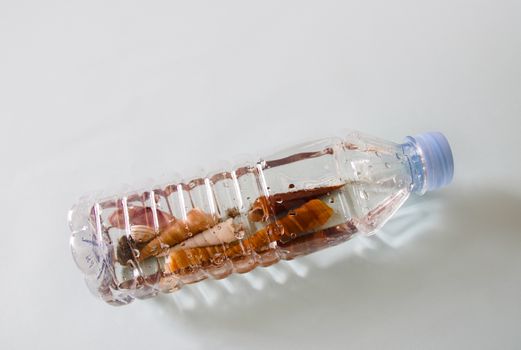 Studio shot of shells inside a plastic water bottle showing concept of plastic pollution in the ocean
