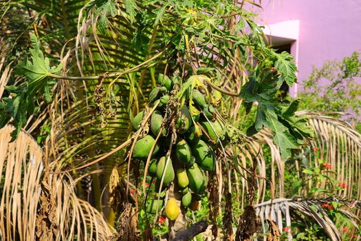 close up of organic unripe papaya fruit growing on the tree n India