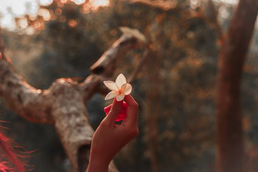 Holding a flower up to the light showing concept of hope, welcoming spring time, new beginnings, mental health, self care and wellness in nature