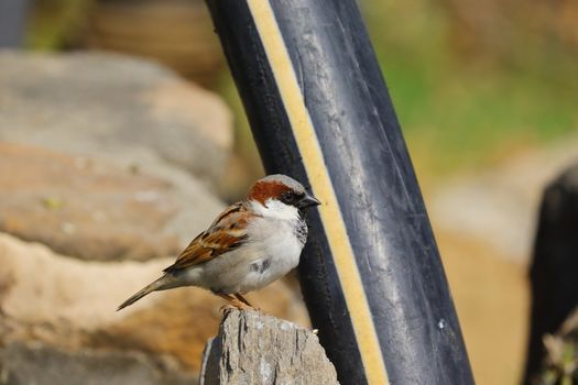 a male sparrow sitting close to black water pipe