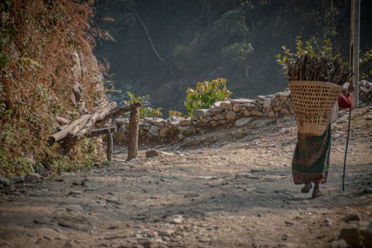 A Nepalese woman carrying a woven basket filled with harvested potatoes and firewood