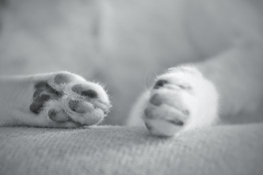 Close up of sleeping cat paws to show concept of a cozy home, staying home with pets and coping with home quarantine due to the covid-19 pandemic