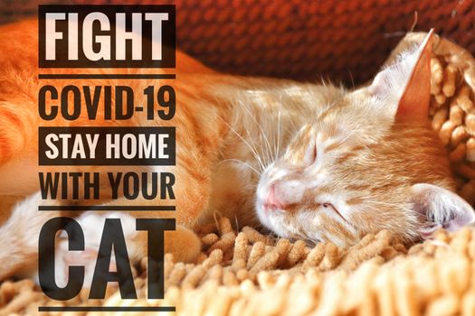 Cute feline and message to stay home with your cat and stay safe from the covid-19 outbreak