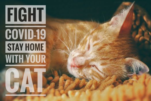 Cute feline and message to stay home with your cat and stay safe from the covid-19 outbreak