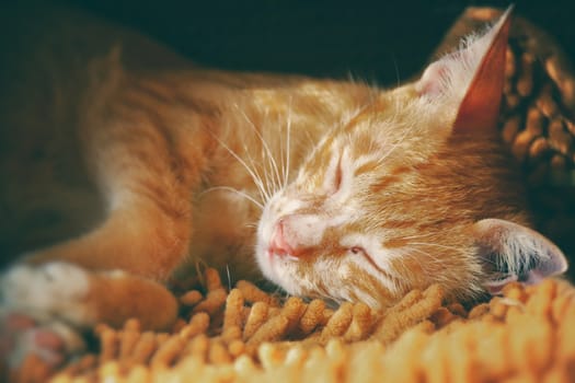 Close up of a cute ginger cat sleeping in the afternoon