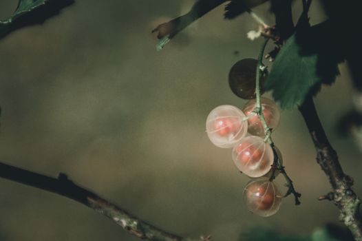 White currants bushes bearing fruits as a sign that Spring season has arrived