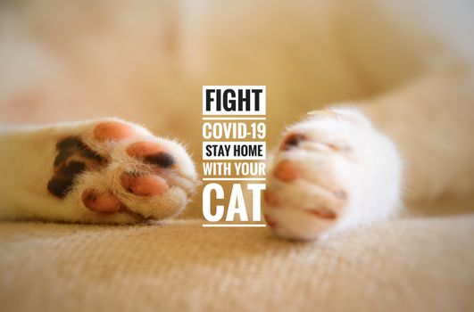 Conceptual photo of the delicate paws of a sleeping kitty with the message to stay home with your cat to fight the spread of covid-19 pandemic