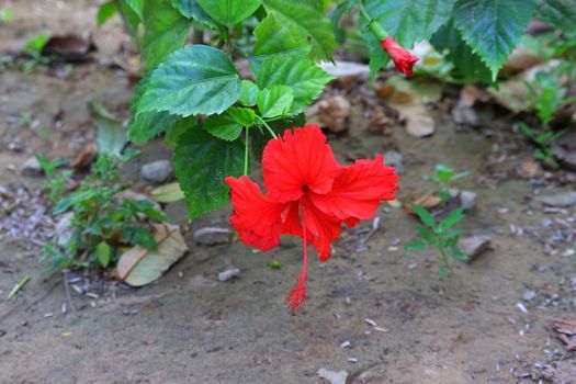 red flower of hibiscus flower grows on the tree in India