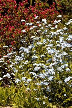 forget-me-not flower