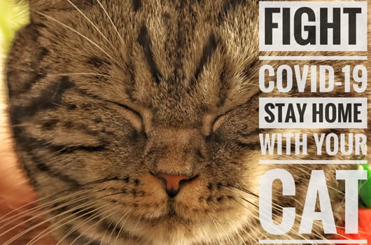 Close up of a cat face with the message to fight covid-19 by staying home with your pet