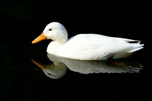 White Duck on black sea