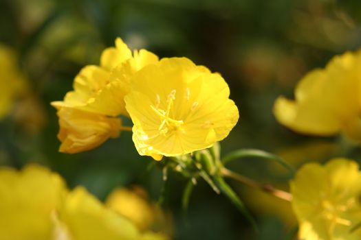 yellow evening primerose blossom - close-up