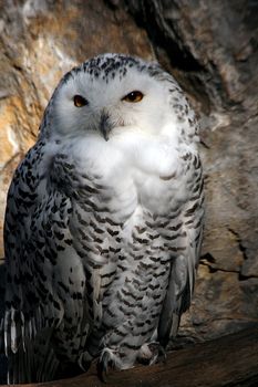 snow owl