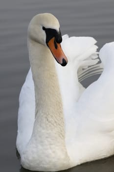 Swan in sundown - Cygnini