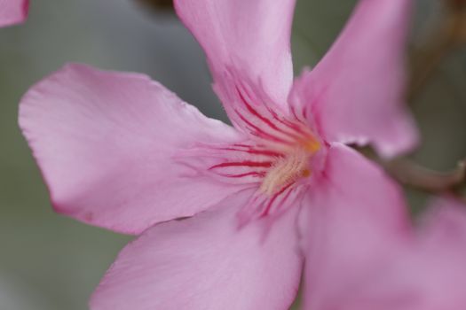 blossom of pink Oleander flowers