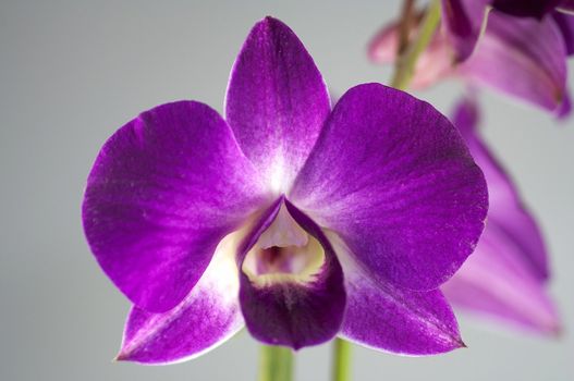 close-up of a orchidee blossom in nature