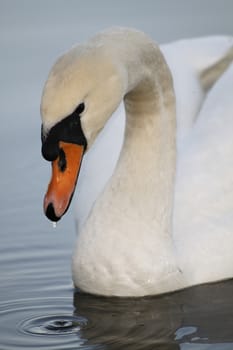 Swan in sundown - Cygnini