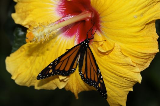 butterfly in nature - Monarch - Danaus plexippus