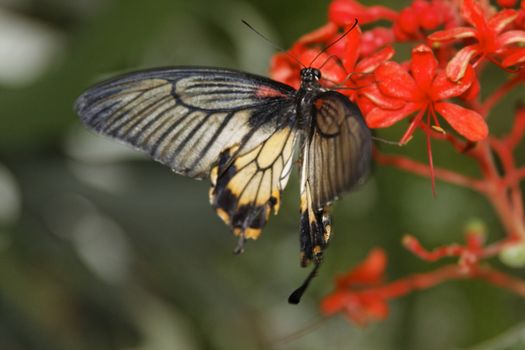 butterfly in nature