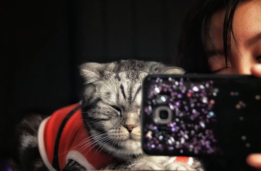 A fat Scottish Fold Cat posing for a selfie