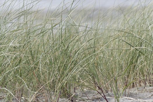 the beach on texel - grass at a dune