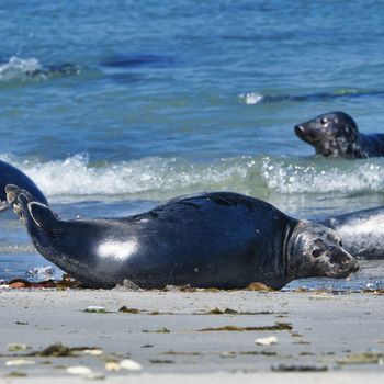 Wijd Grey seal on the north beach of Heligoland - island Dune i- Northsea - Germany