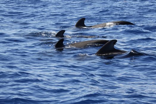 pilot whale iat canary-islands - Tenerife