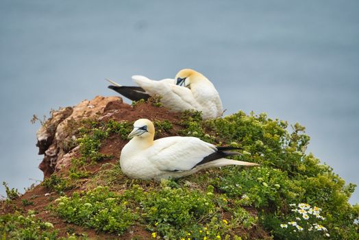 couple of northern garnet on the red Rock - Heligoland island