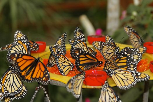 butterfly in nature - Monarch - Danaus plexippus