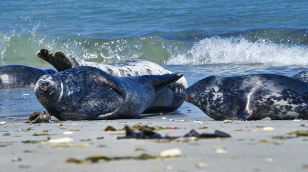 Wijd Grey seal on the north beach of Heligoland - island Dune i- Northsea - Germany